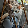 cat, blue_eyes, indoor, rusty_metal, wooden_structure, window, curious, pet, animal, feline, trash_bin, floor_tiles, close_up, whiskers, ears, paws, domestic_cat, looking, resting, home