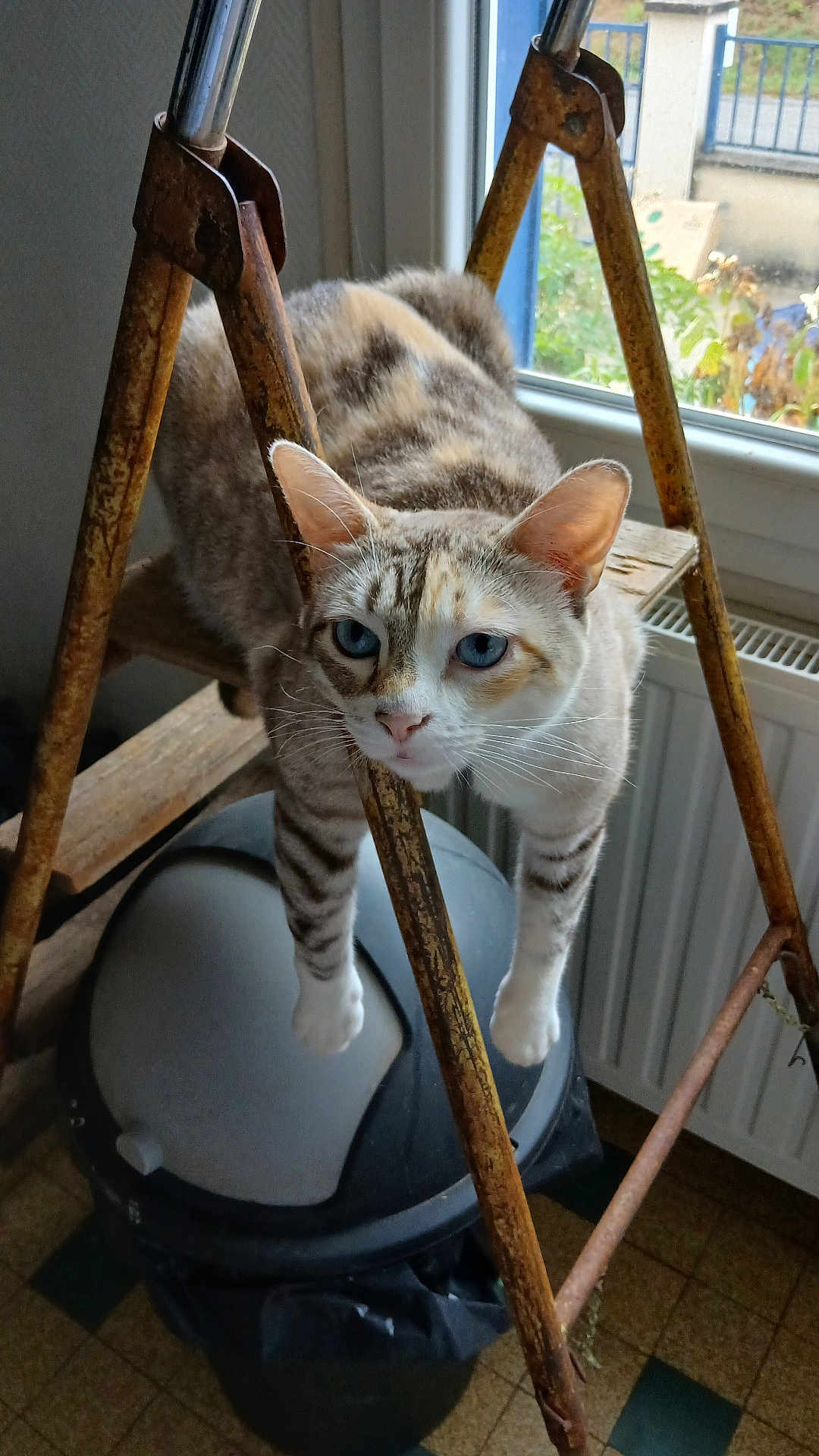 Chloë
