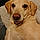 Shiloh