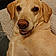Shiloh