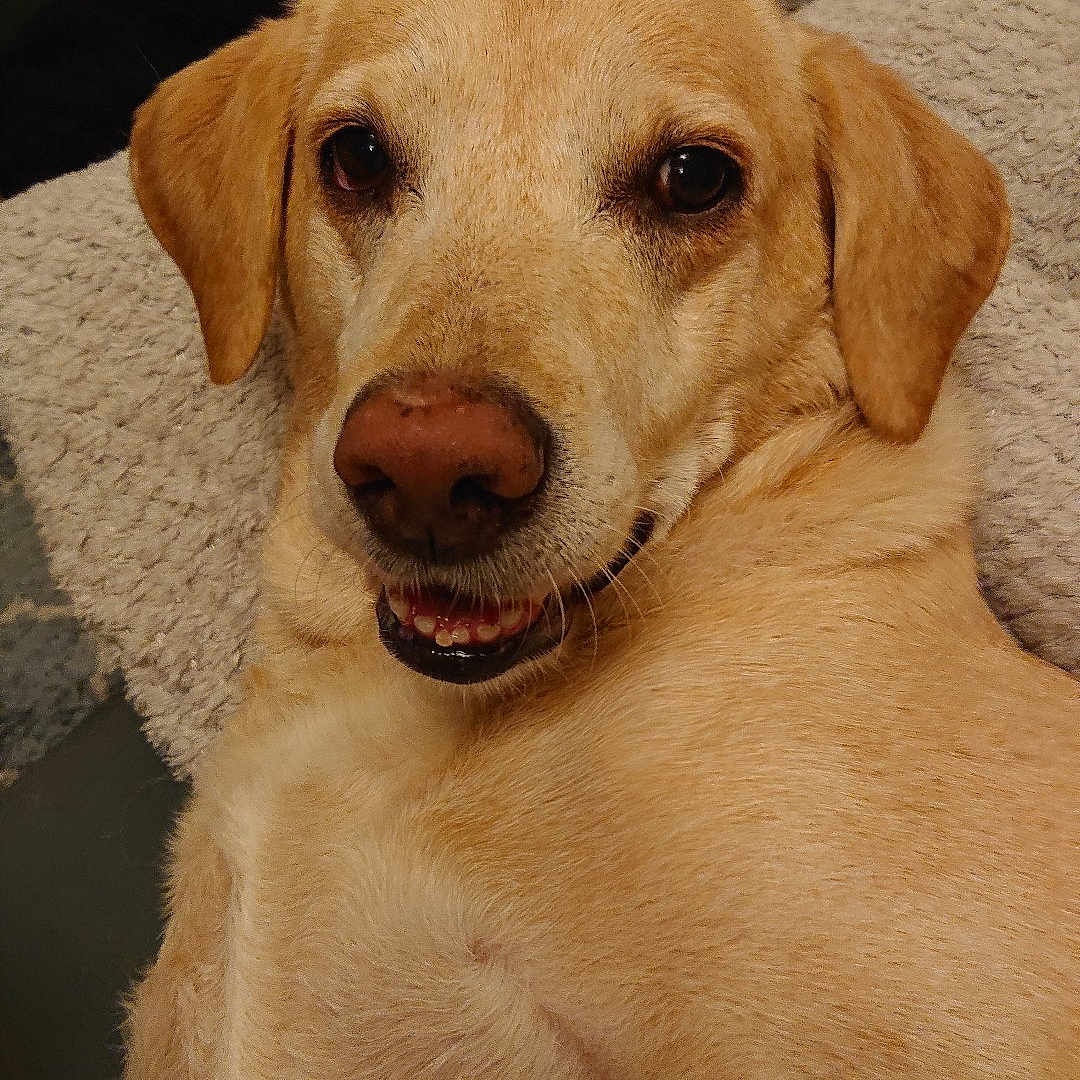 Shiloh a rejoint le concours — aidez-le/la à gagner de superbes lots ! animal, blanket, canine, close_up, cozy, curtains, dog, ears, eyes, face, fur, home, indoor, labrador, lying_down, nose, pet, relaxed, smiling, yellow_labrador
