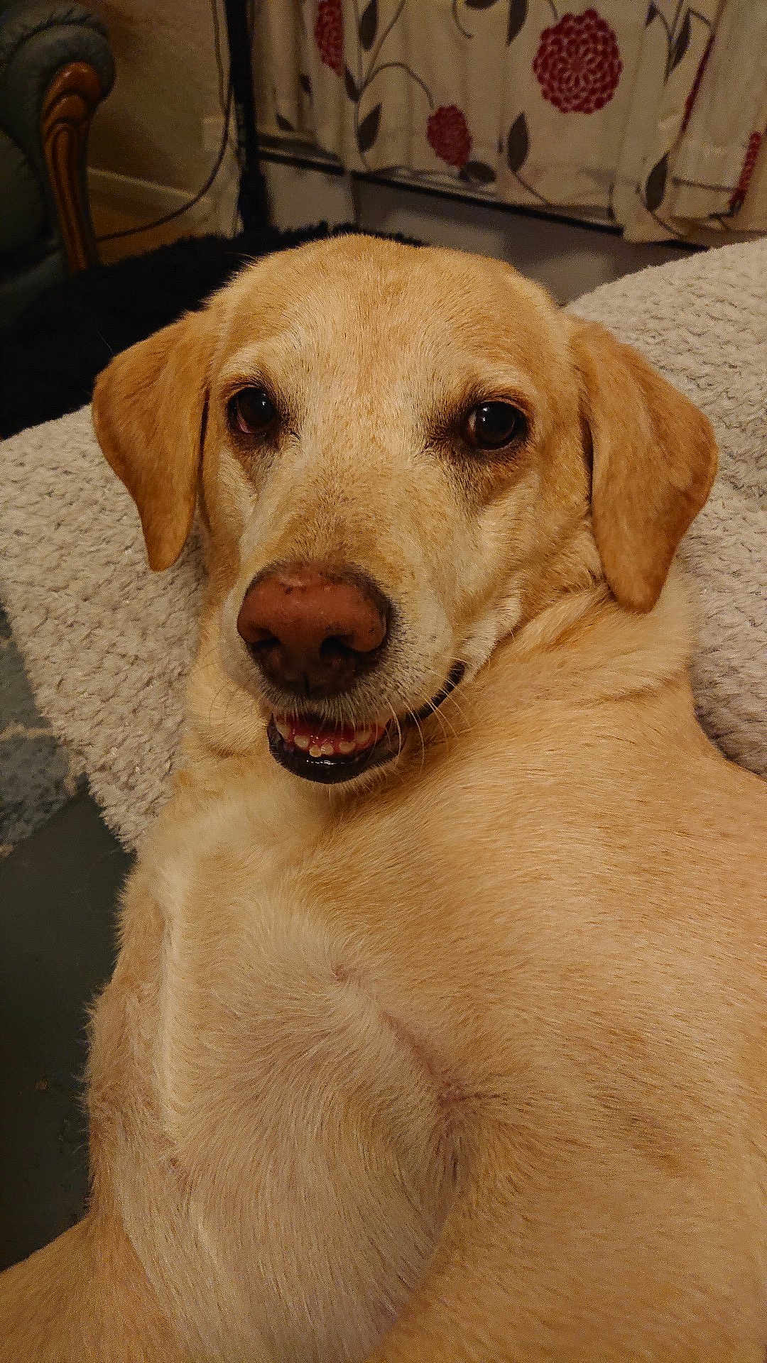 Shiloh a rejoint le concours — aidez-le/la à gagner de superbes lots ! dog, labrador, yellow_labrador, pet, canine, smiling, close_up, indoor, blanket, fur, ears, face, nose, eyes, home, curtains, cozy, relaxed, animal, lying_down