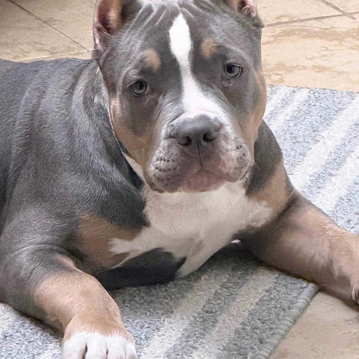 Shaka is registered to the contest to win money with this photo: canine, close_up, detail_shot, dog, ears, floor_mat, gray_coat, household, indoor, large_dog, looking_at_camera, muzzle, paw, pet, pitbull, portrait, relaxed, rug, tile_floor, white_marking