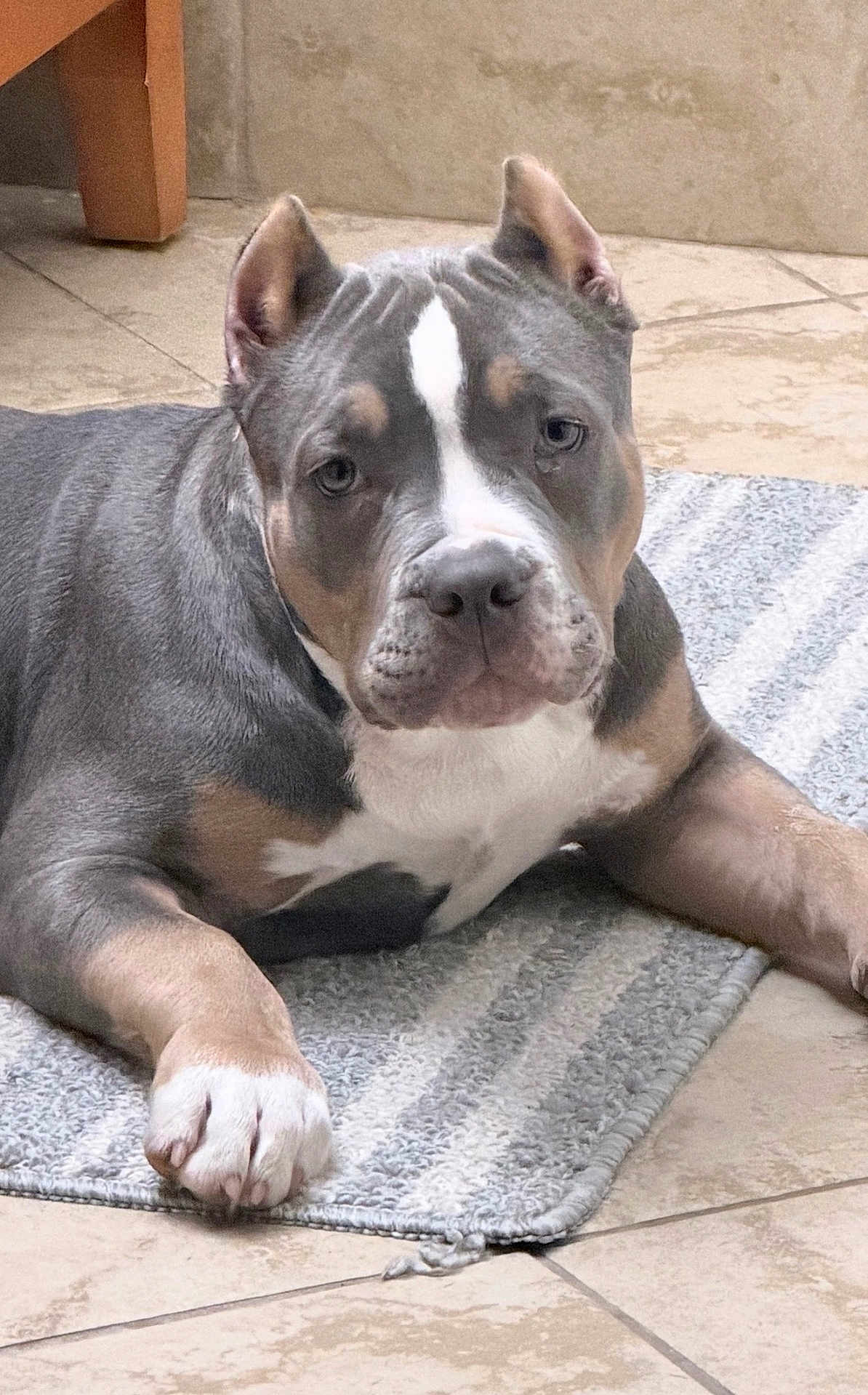 Shaka is registered to the contest to win money with this photo: dog, pitbull, pet, indoor, rug, tile_floor, paw, ears, muzzle, white_marking, gray_coat, close_up, portrait, canine, relaxed, looking_at_camera, floor_mat, household, large_dog, detail_shot