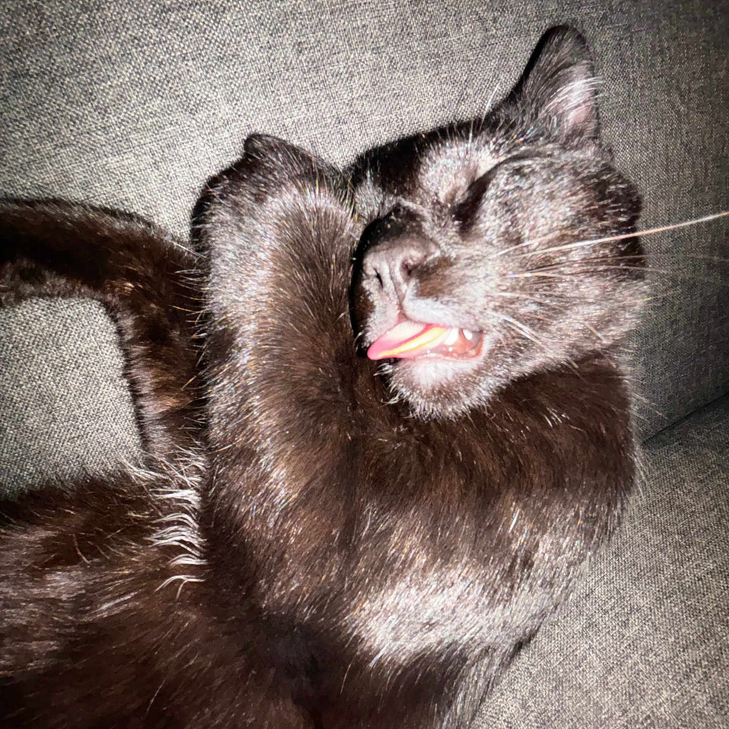 Tommy a rejoint le concours — aidez-le/la à gagner de superbes lots ! animal, architecture, blackcat, bodypart, cat, chair, couch, face, furniture, head, kitten, manx, mouth, person, pet, photography, portrait, sleeping, teeth, tongue