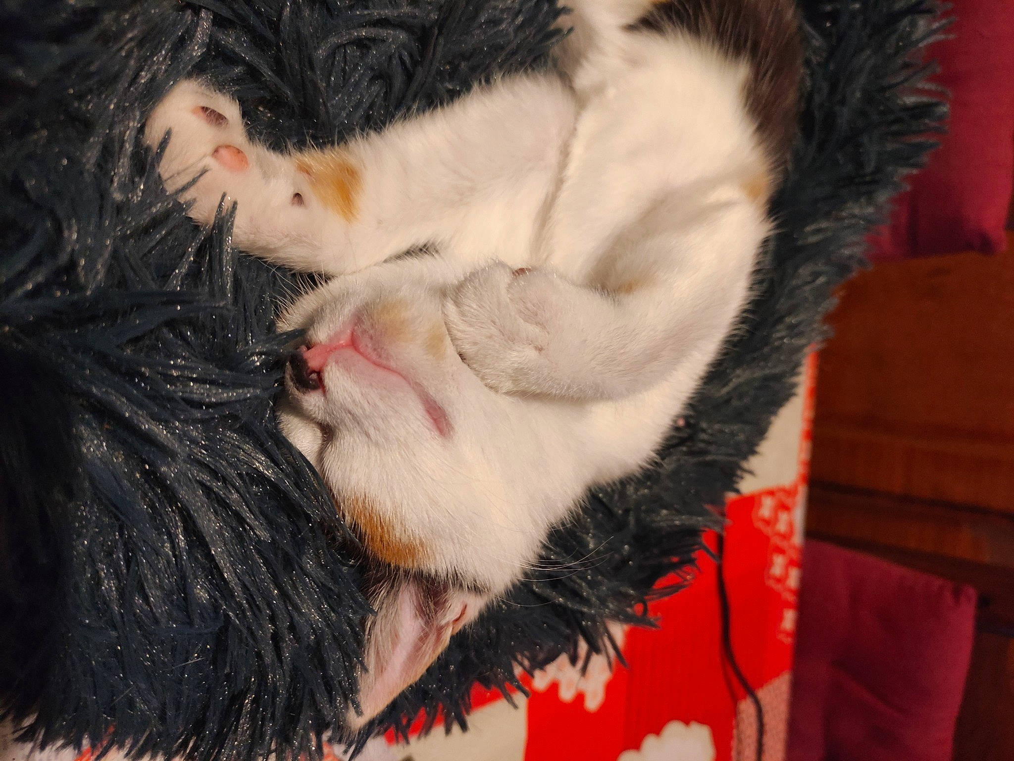 Stella participe au concours pour gagner de l'argent avec cette photo : beard, canidae, carnivore, claw, companion_dog, dog_breed, fawn, felidae, foot, fur, gesture, jaw, paw, small_to_medium_sized_cats, snout, sporting_group, tail, terrestrial_animal, textile, whiskers