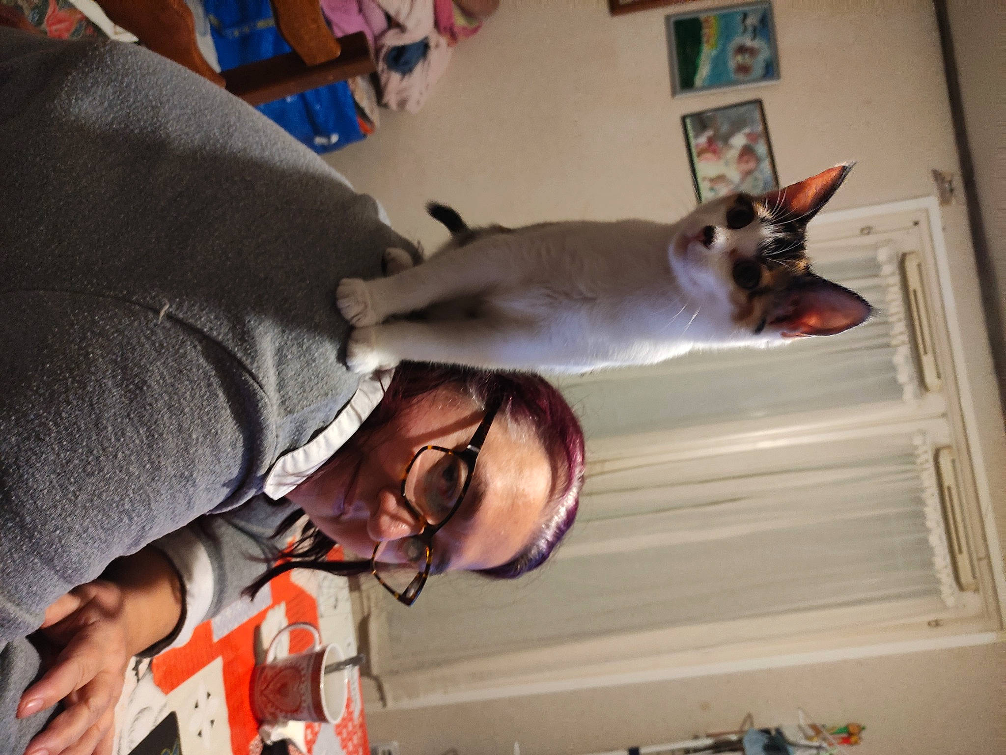 Stella a rejoint le concours — aidez-le/la à gagner de superbes lots ! canidae, carnivore, cat, companion_dog, dog_breed, ear, elbow, eyewear, fawn, felidae, fun, fur, gesture, glasses, room, small_to_medium_sized_cats, smile, tail, whiskers, wood