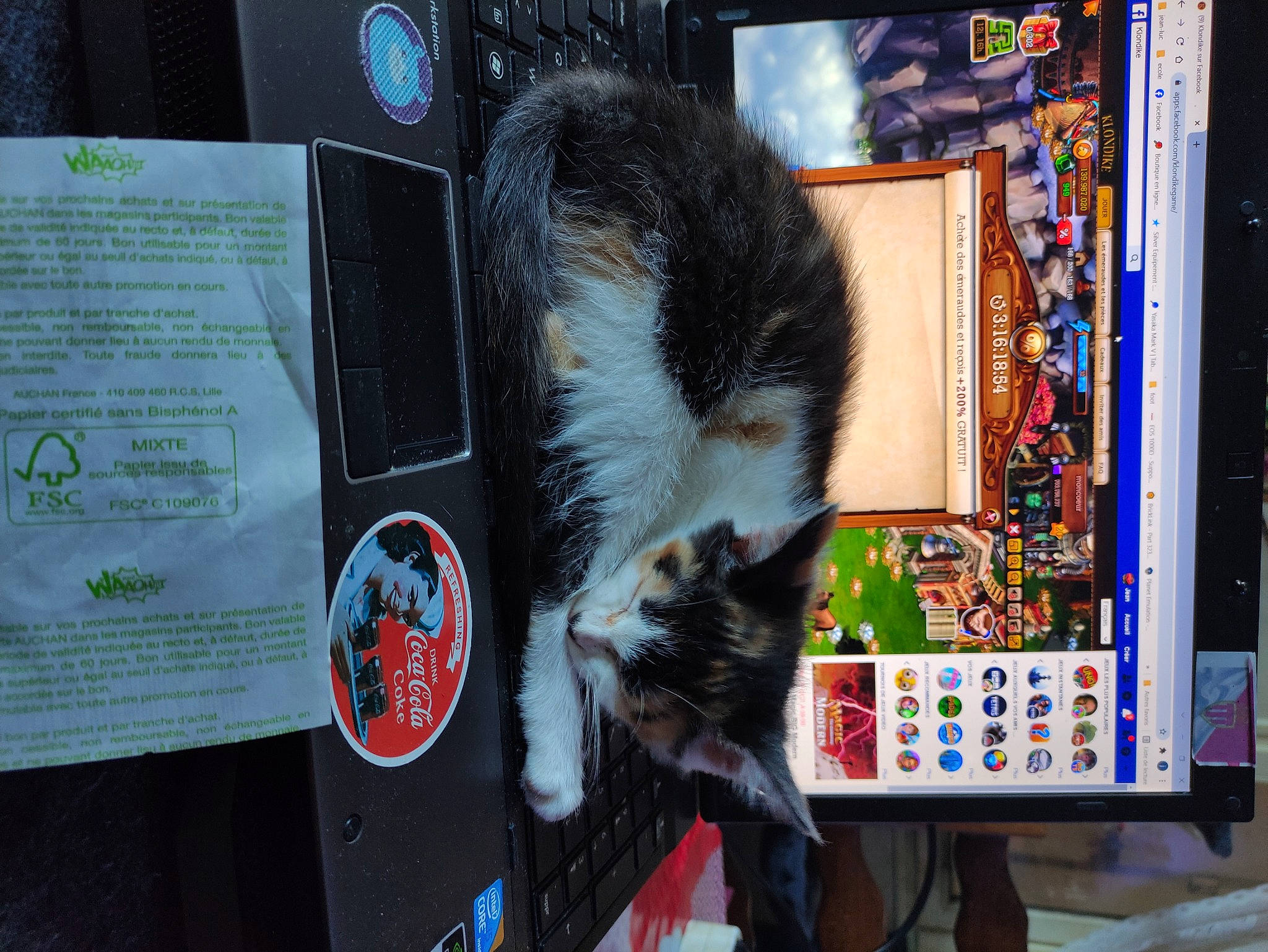 Stella participe au concours pour gagner de l'argent avec cette photo : cardboard, carnivore, cat, domestic_short_haired_cat, felidae, fur, mammal, natural_material, publication, small_to_medium_sized_cats, snapshot, tail, terrestrial_animal, vertebrate, visual_arts, whiskers, wildlife, window