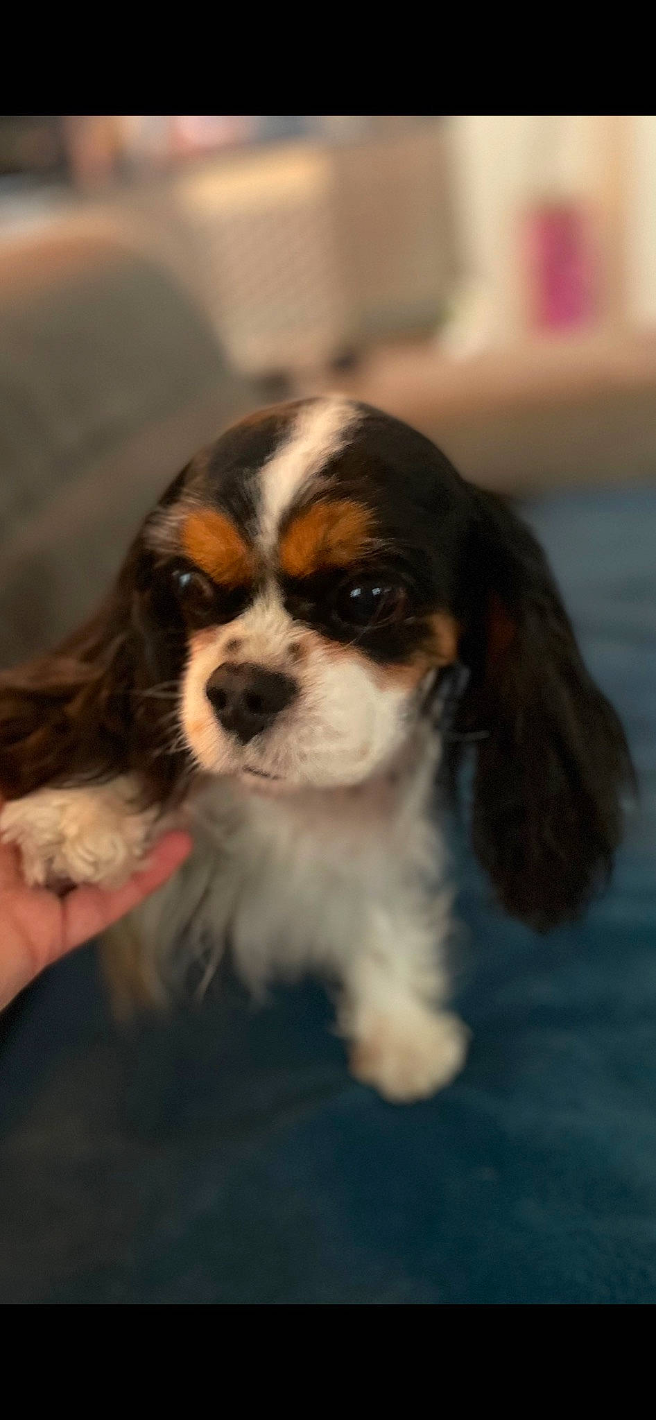 Heidy participe au concours pour gagner de l'argent avec cette photo : beaglier, canidae, carnivore, cavalier_king_charles_spaniel, companion_dog, dog, dog_breed, fawn, king_charles_spaniel, liver, nail, puppy, snout, spaniel, sporting_group, toy_dog, vertebrate, working_animal, working_dog