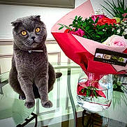 Marcel participe au concours pour gagner de l'argent avec cette photo : cat, collar, curious, decor, domestic_cat, feline, flower_bouquet, glass_table, greenery, grey_cat, home, indoor, pet, pink_flowers, plant, red_wrapping, sitting, table, vase, yellow_eyes