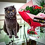 cat, collar, curious, decor, domestic_cat, feline, flower_bouquet, glass_table, greenery, grey_cat, home, indoor, pet, pink_flowers, plant, red_wrapping, sitting, table, vase, yellow_eyes