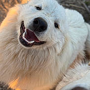 Aneto is registered to the contest to win money with this photo: dog, white_dog, fluffy, smiling, happy, close_up, outdoor, sunlight, nose, fur, pets, canine, animal, two_dogs, playful, friendly, nature, daylight, portrait, cute