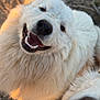 dog, white_dog, fluffy, smiling, happy, close_up, outdoor, sunlight, nose, fur, pets, canine, animal, two_dogs, playful, friendly, nature, daylight, portrait, cute