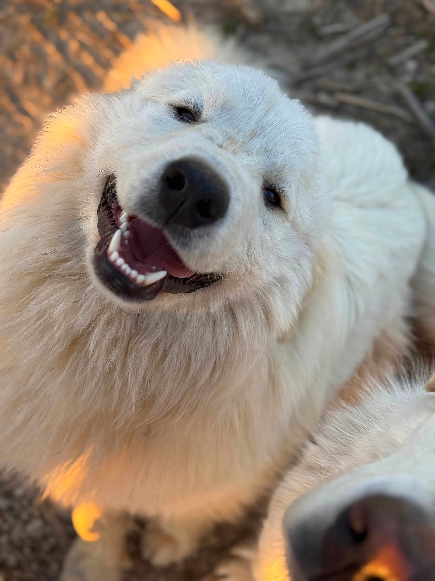 Aneto is registered to the contest to win money with this photo: dog, white_dog, fluffy, smiling, happy, close_up, outdoor, sunlight, nose, fur, pets, canine, animal, two_dogs, playful, friendly, nature, daylight, portrait, cute