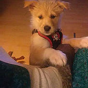 Softail is registered to the contest to win money with this photo: accessories, animal, baby, canine, collar, couch, dog, electronics, eskimodog, furniture, goldenretriever, person, pet, phone, poodle, puppy, strap, terrier, text, whitedog