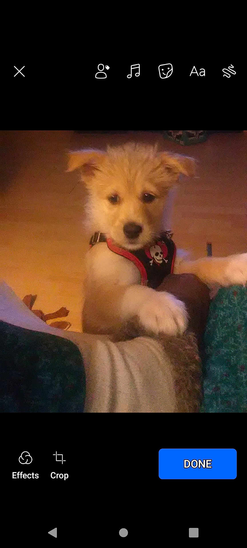 Softail is registered to the contest to win money with this photo: accessories, animal, baby, canine, collar, couch, dog, electronics, eskimodog, furniture, goldenretriever, person, pet, phone, poodle, puppy, strap, terrier, text, whitedog