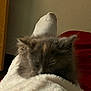 kitten, sleeping, fluffy, blanket, sock, foot, cozy, indoor, resting, pet, fur, soft, cute, relaxation, comfort, animal, feline, warm, human, legs