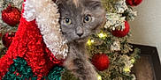 Kiki joined the competition — help win amazing prizes! kitten, cat, christmas_stocking, hand, christmas_tree, ornaments, red_balls, lights, holiday, festive, indoor, wooden_floor, decorations, furry, cute, pet, curious, cozy, winter, celebration