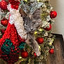 kitten, cat, christmas_stocking, hand, christmas_tree, ornaments, red_balls, lights, holiday, festive, indoor, wooden_floor, decorations, furry, cute, pet, curious, cozy, winter, celebration
