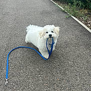 Azur a rejoint le concours — aidez-le/la à gagner de superbes lots ! dog, white_dog, leash, blue_leash, pet, walking_path, outdoor, curious, small_dog, fluffy, pavement, greenery, nature, playful, canine, animal, summer, daytime, cute, adorable