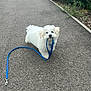 dog, white_dog, leash, blue_leash, pet, walking_path, outdoor, curious, small_dog, fluffy, pavement, greenery, nature, playful, canine, animal, summer, daytime, cute, adorable