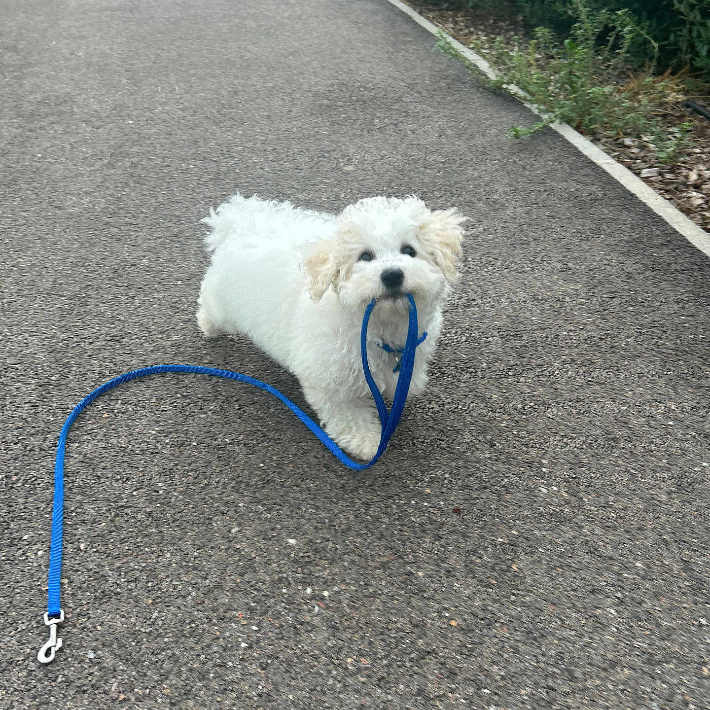 Azur a rejoint le concours — aidez-le/la à gagner de superbes lots ! adorable, animal, blue_leash, canine, curious, cute, daytime, dog, fluffy, greenery, leash, nature, outdoor, pavement, pet, playful, small_dog, summer, walking_path, white_dog