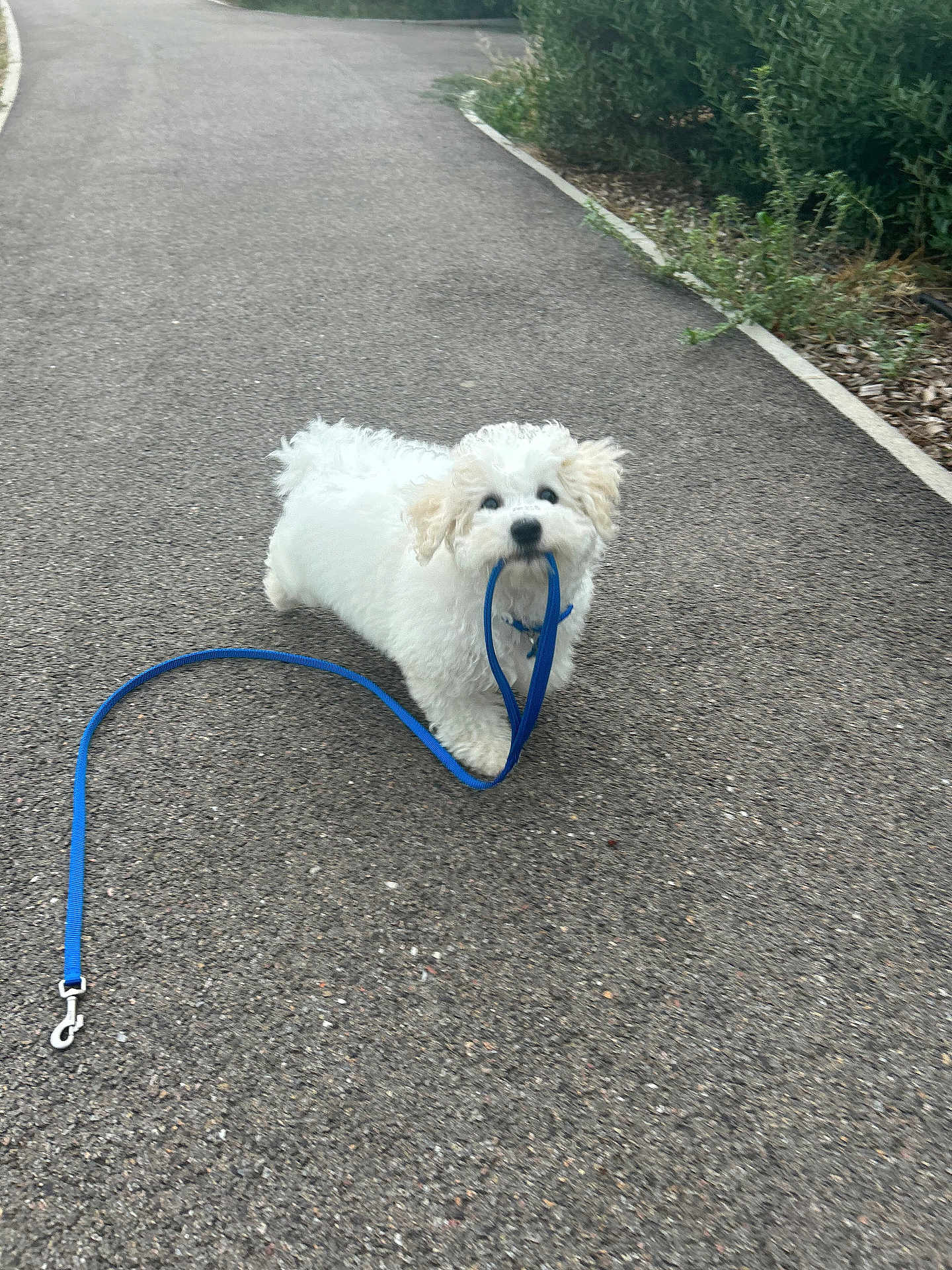 Azur a rejoint le concours — aidez-le/la à gagner de superbes lots ! dog, white_dog, leash, blue_leash, pet, walking_path, outdoor, curious, small_dog, fluffy, pavement, greenery, nature, playful, canine, animal, summer, daytime, cute, adorable