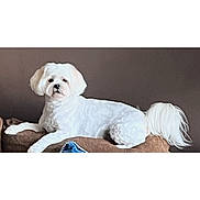 August is registered to the contest to win money with this photo: dog, white_dog, pet, cushion, indoor, lounge, canine, fur, animal, resting, brown_cushion, long_tail, small_dog, cute, companion, house_pet, relaxed, domestic_animal, portrait, facing_camera