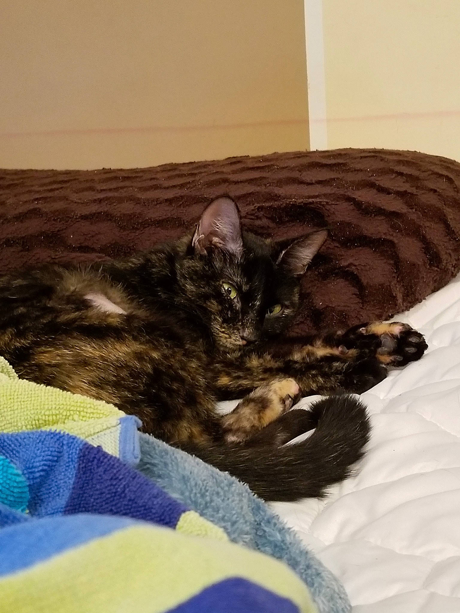 Bast joined the competition — help win amazing prizes! american_shorthair, asian, bed, bed_sheet, bengal, carnivore, cat, domestic_short_haired_cat, dragon_li, european_shorthair, felidae, fur, kitten, linens, nap, sleep, small_to_medium_sized_cats, tabby_cat, textile, whiskers