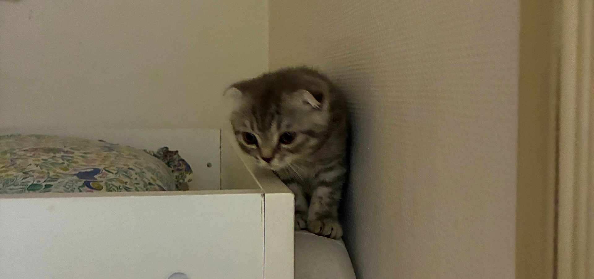 Casper a rejoint le concours — aidez-le/la à gagner de superbes lots ! kitten, cat, furniture, wall, pillow, curious, indoor, small, gray, striped, cute, pet, animal, young, cautious, corner, domestic, soft, resting, exploring