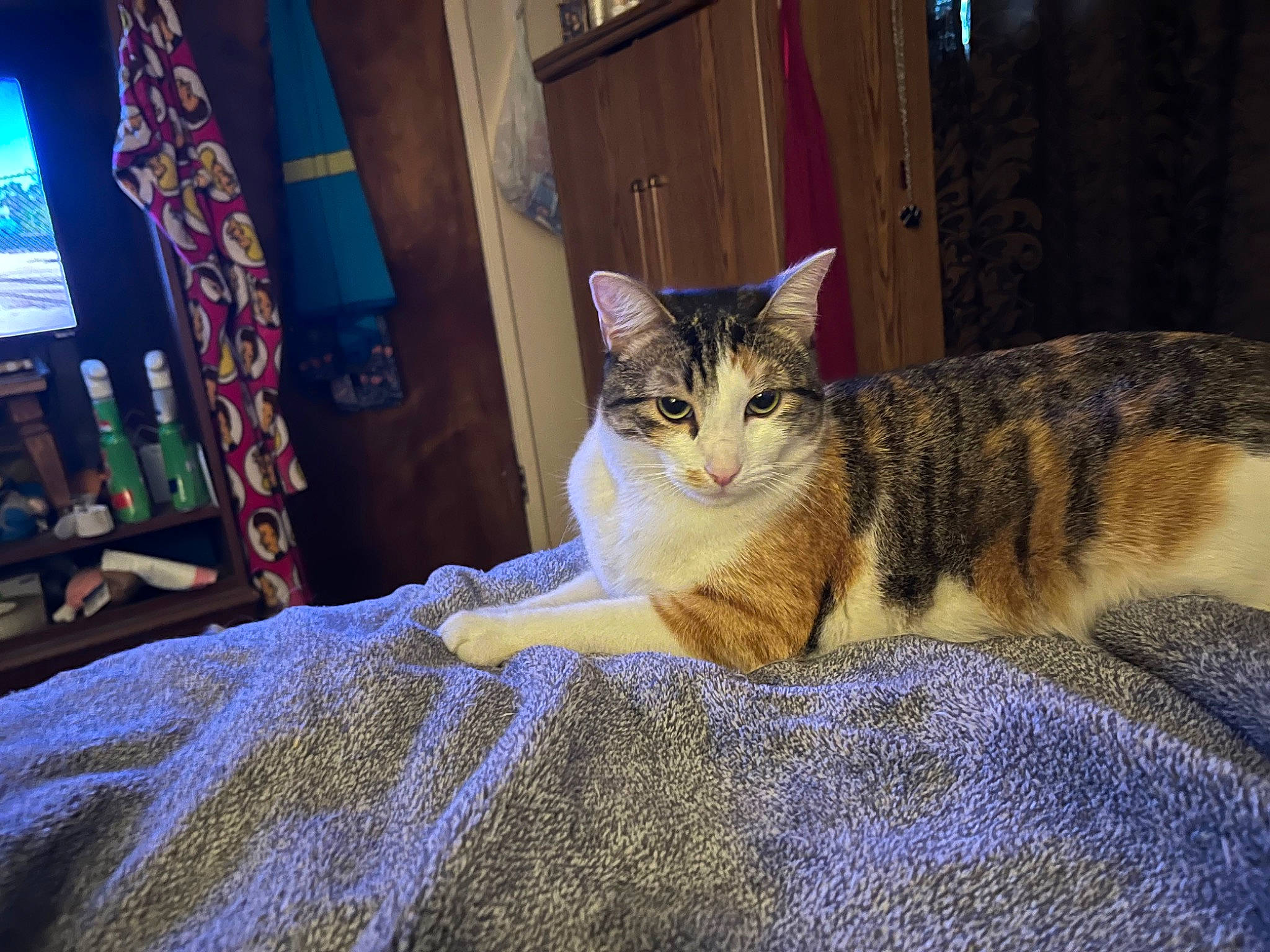 Zola joined the competition — help win amazing prizes! bedding, carnivore, cat, comfort, curtain, domestic_short_haired_cat, fawn, felidae, fur, linens, sitting, small_to_medium_sized_cats, snout, tail, television, terrestrial_animal, textile, tree, whiskers, wood