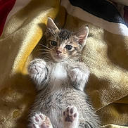 Nancy Wheeler is registered to the contest to win money with this photo: kitten, cat, paw, fur, blanket, cute, pet, animal, lying_down, soft, small, whiskers, tabby, sleepy, domestic_cat, feline, indoor, relaxed, adorable, young