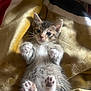 kitten, cat, paw, fur, blanket, cute, pet, animal, lying_down, soft, small, whiskers, tabby, sleepy, domestic_cat, feline, indoor, relaxed, adorable, young