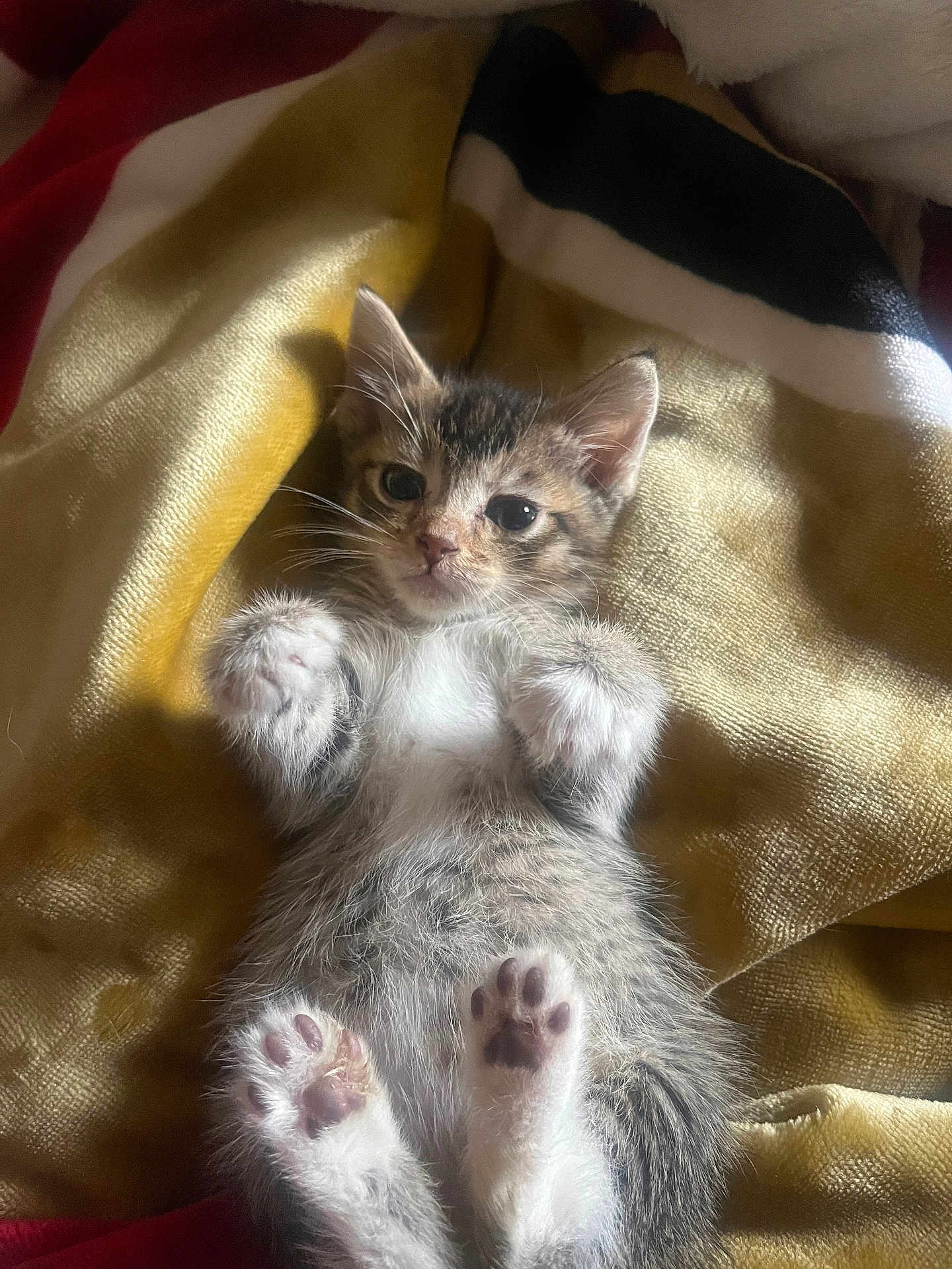 Nancy Wheeler is registered to the contest to win money with this photo: kitten, cat, paw, fur, blanket, cute, pet, animal, lying_down, soft, small, whiskers, tabby, sleepy, domestic_cat, feline, indoor, relaxed, adorable, young