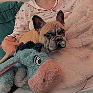 Packo a rejoint le concours — aidez-le/la à gagner de superbes lots ! animal_accessory, blanket, cherry_pattern, comfort, cozy, cute, dog, eeyore, french_bulldog, hand, indoor, pacifier, pajamas, person, pet, plush_toy, relaxing, snuggling, soft_texture, stuffed_animal