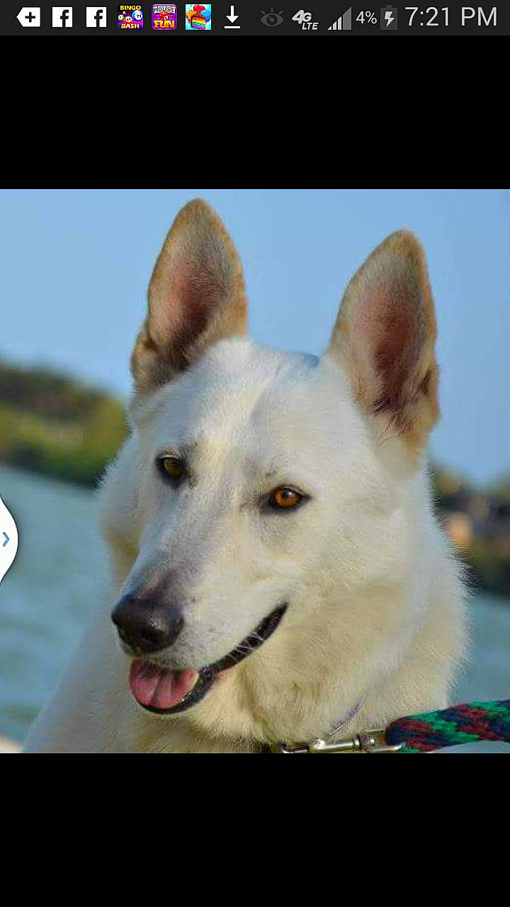 Zootser is registered to the contest to win money with this photo: ancient_dog_breeds, carnivore, companion_dog, dog, dog_breed, herding_dog, non_sporting_group, sky, snout, sporting_group, terrestrial_animal, whiskers, working_animal, working_dog