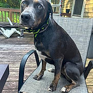 Diesel is registered to the contest to win money with this photo: dog, pet, outdoor, chair, wooden_deck, collar, fence, greenery, porch, canine, animal, sitting, fur, ears, paw, snout, looking_away, daylight, domestic_animal, relaxed