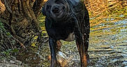 Diesel is registered to the contest to win money with this photo: dog, black_dog, water, shake, outdoor, nature, creek, rocks, greenery, sunlight, animal, motion, wet, forest, riverbank, playful, pet, daylight, canine, landscape