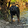 dog, black_dog, water, shake, outdoor, nature, creek, rocks, greenery, sunlight, animal, motion, wet, forest, riverbank, playful, pet, daylight, canine, landscape