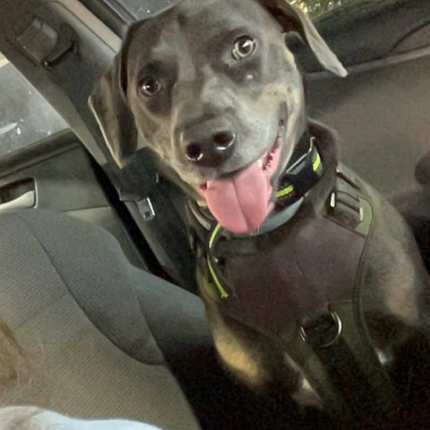 Diesel is registered to the contest to win money with this photo: dog, car, night, pet, animal, happy, tongue_out, seat, interior, window, collar, leash, canine, transportation, smiling, domestic_animal, vehicle, seatbelt, head, eyes