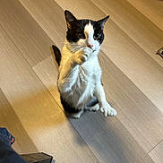 Lucy Mistletoe is registered to the contest to win money with this photo: cat, black_and_white, pet, standing, paw, wooden_floor, indoor, curious, feline, cute, whiskers, ears, tail, animal, domestic, fur, looking_up, small, playful, house