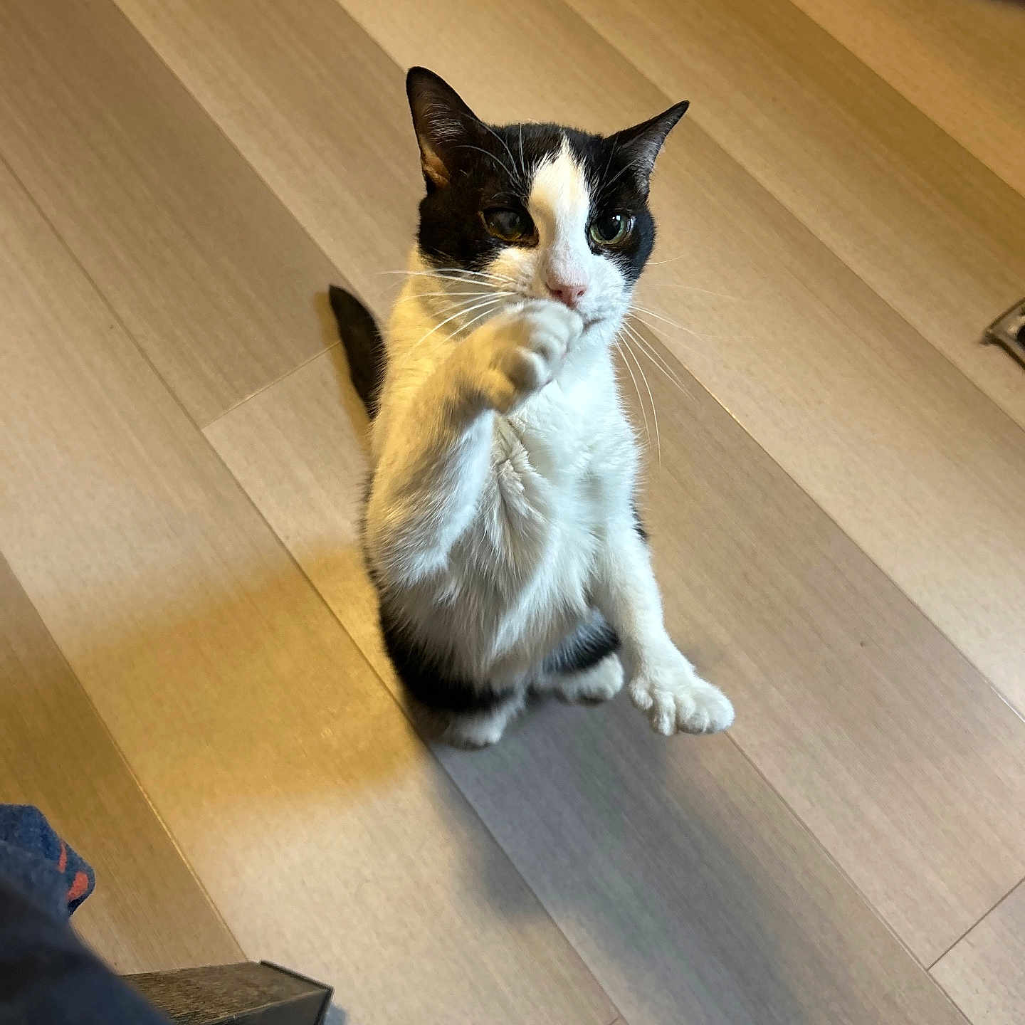Lucy Mistletoe is registered to the contest to win money with this photo: cat, black_and_white, pet, standing, paw, wooden_floor, indoor, curious, feline, cute, whiskers, ears, tail, animal, domestic, fur, looking_up, small, playful, house