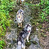 Lia participe au concours pour gagner de l'argent avec cette photo : adventure, animal_portrait, australian_shepherd, dogs, fluffy, forest, greenery, group_photo, hiking, husky, long_hair, moss, nature, outdoors, rocks, shallow_water, standing, stream, three_dogs, woodland