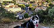 Lia participe au concours pour gagner de l'argent avec cette photo : animal, blue_eyes, cityscape, daylight, dog, harness, hiking, hillside, husky, landscape, leash, mountain, outdoor, pet, portrait, rocky_terrain, scenery, siberian_husky, tongue_out, town