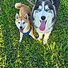 Lia participe au concours pour gagner de l'argent avec cette photo : animals, black_and_white, blue_harness, dogs, fluffy, grass, happy, husky, leash, outdoors, park, pets, pink_leash, portrait, shiba_inu, sitting, standing, sunlight, tan_and_white, tongue_out