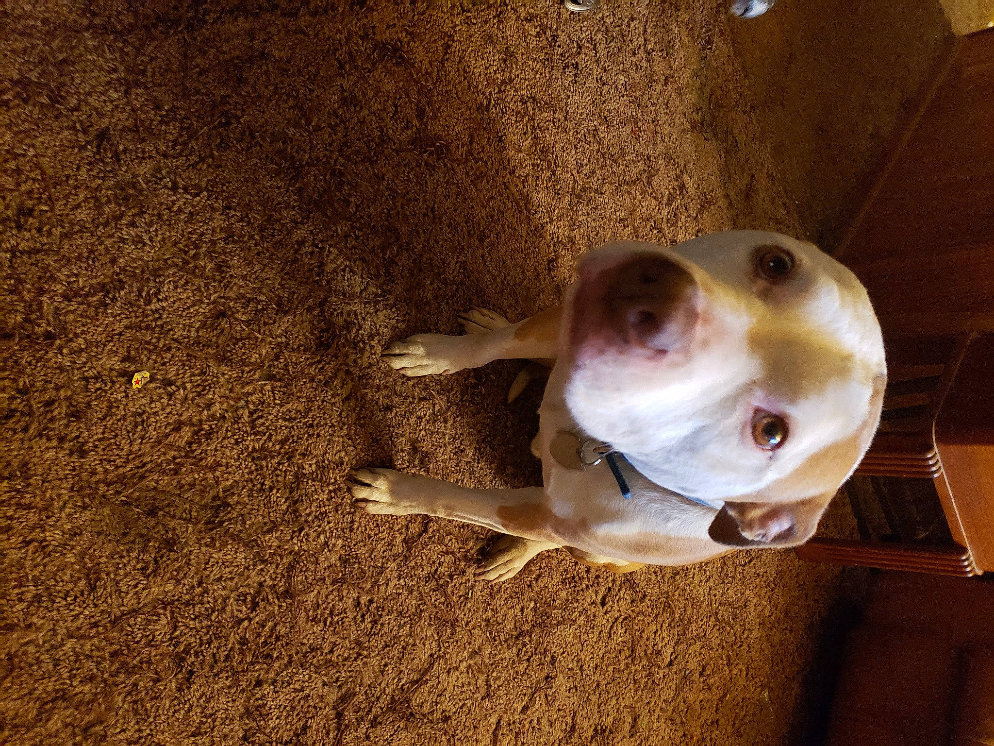 Relo joined the competition — help win amazing prizes! american_bulldog, american_pit_bull_terrier, american_staffordshire_terrier, canidae, carnivore, dog, dog_breed, ear, eye, fawn, floor, non_sporting_group, nose, pit_bull, puppy, snout, sporting_group