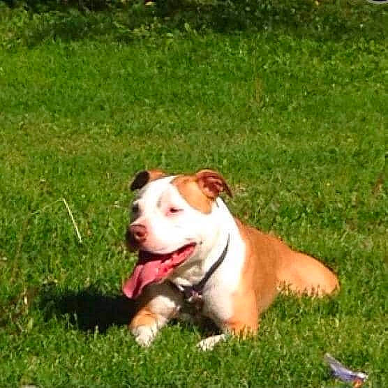 Relo is registered to the contest to win money with this photo: american_bulldog, american_pit_bull_terrier, american_staffordshire_terrier, australian_bulldog, bulldog, canidae, carnivore, companion_dog, dog, dog_breed, fawn, grass, mammal, non_sporting_group, pit_bull, plant, rare_breed_dog, staffordshire_bull_terrier, terrier, vertebrate