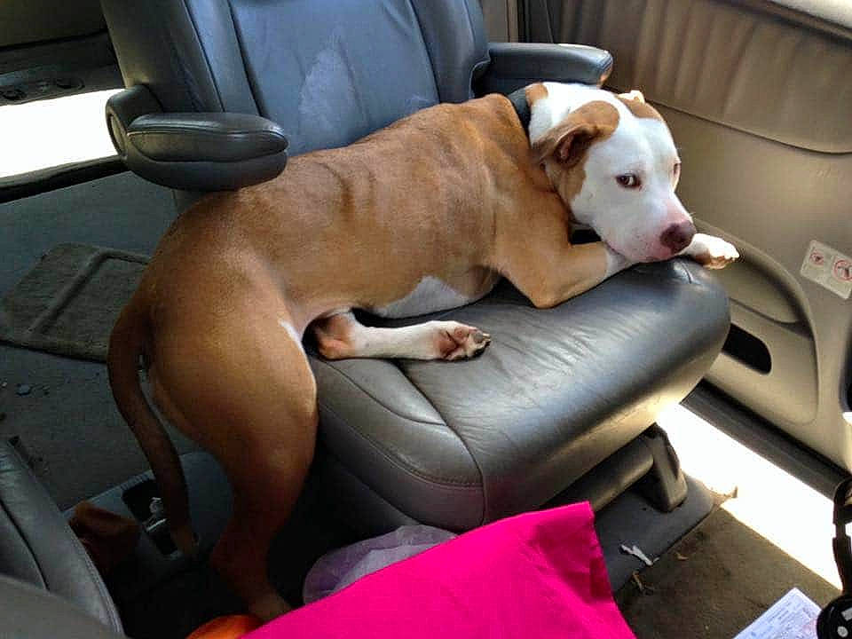 Relo joined the competition — help win amazing prizes! american_pit_bull_terrier, bulldog, canidae, car, car_seat, carnivore, dog, dog_breed, fawn, mammal, non_sporting_group, pit_bull, sporting_group, vehicle