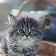 Mila is registered to the contest to win money with this photo: kitten, cat, fluffy, blue_eyes, whiskers, basket, cute, pet, animal, furry, young, domestic_cat, close_up, small, adorable, soft, indoor, portrait, mammal, curious