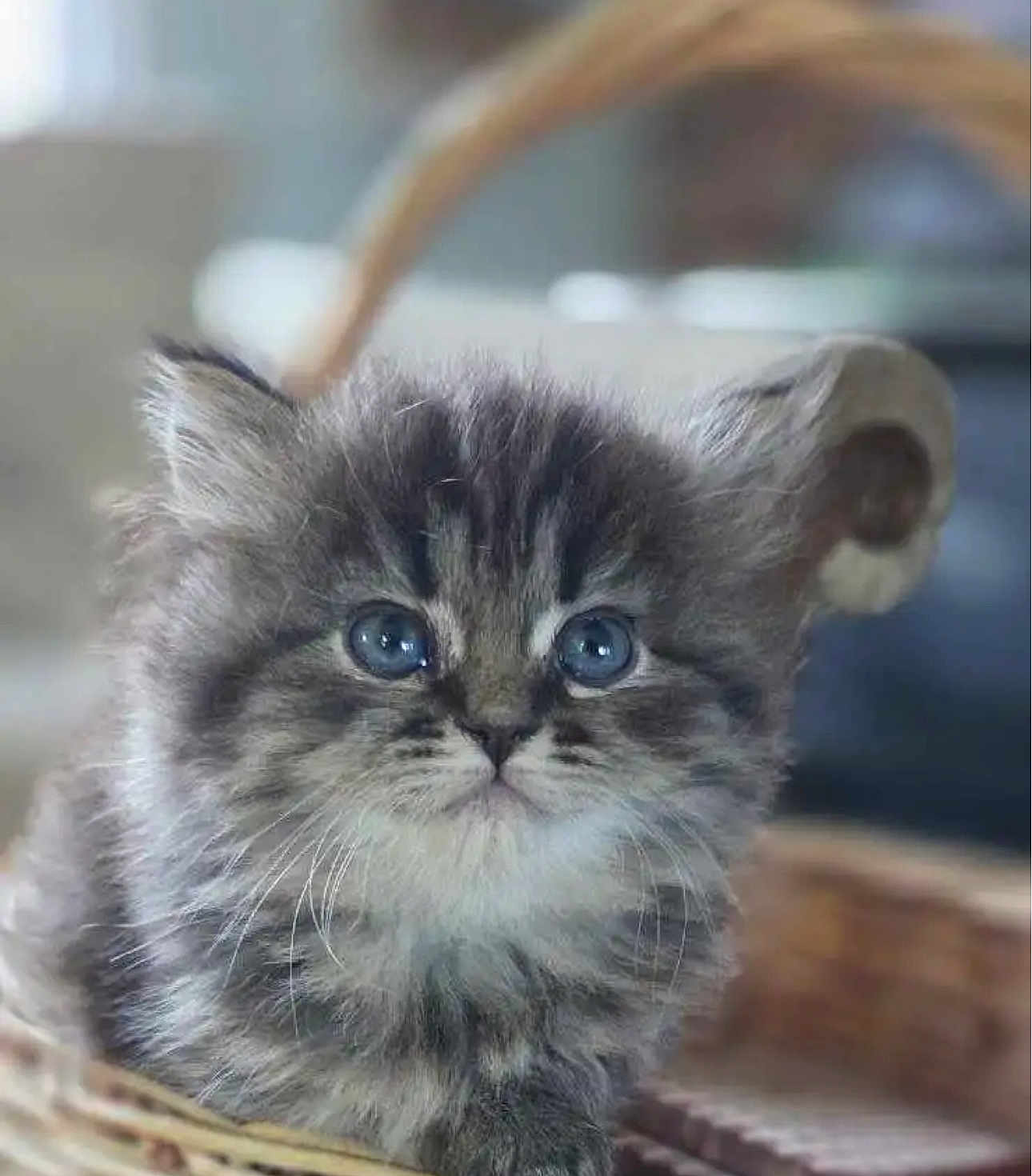 Mila is registered to the contest to win money with this photo: kitten, cat, fluffy, blue_eyes, whiskers, basket, cute, pet, animal, furry, young, domestic_cat, close_up, small, adorable, soft, indoor, portrait, mammal, curious